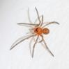 Steatoda sp.